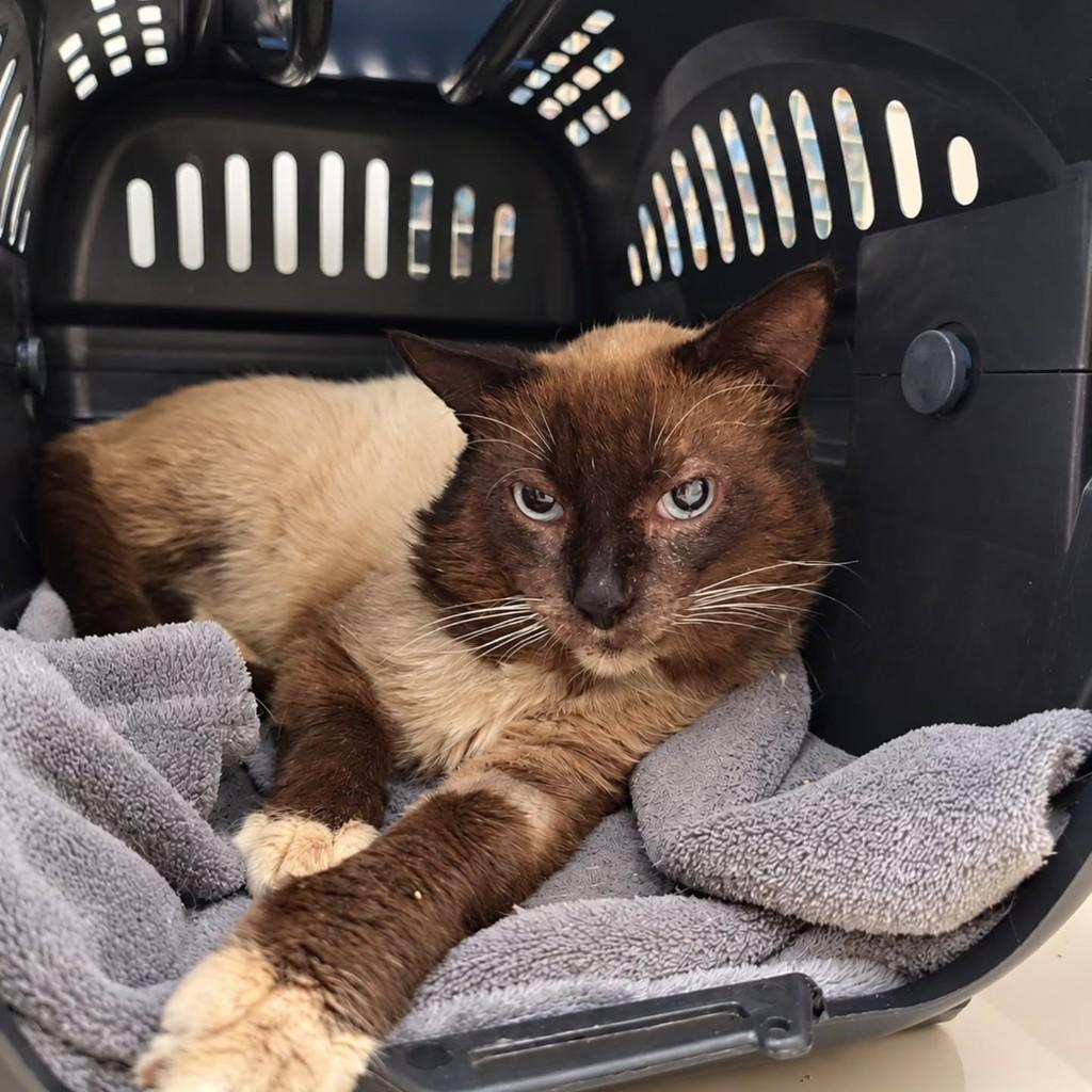 Romeu, gato de porte pequeno para adoção em Uberlândia - MG
