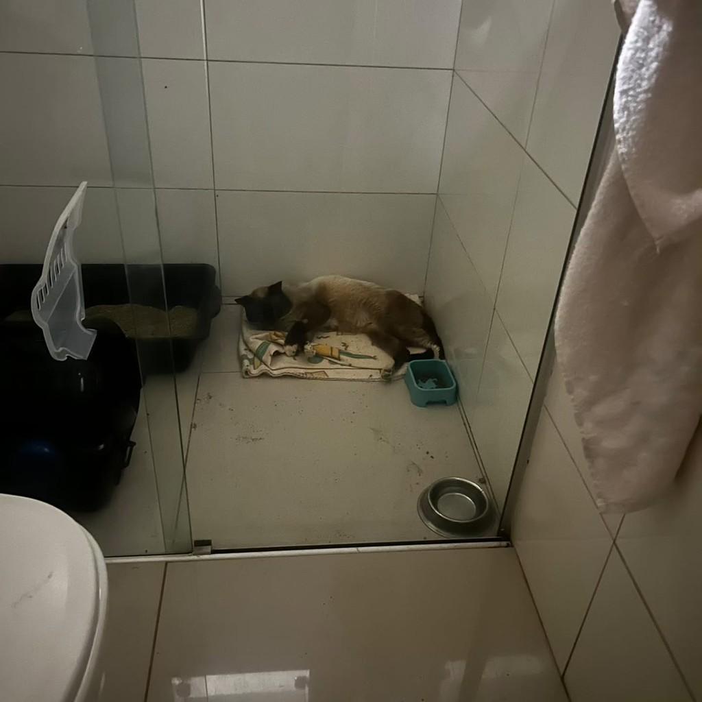 Romeu, gato de porte pequeno para adoção em Uberlândia - MG — foto 2 de 2