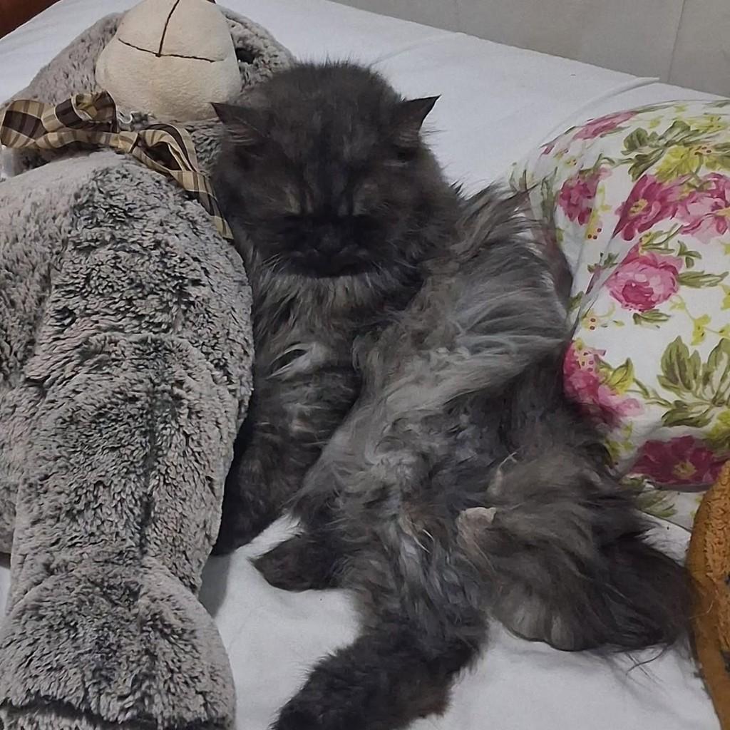 Tigre, gato de porte pequeno para adoção em Uberlândia - MG — foto 2 de 4