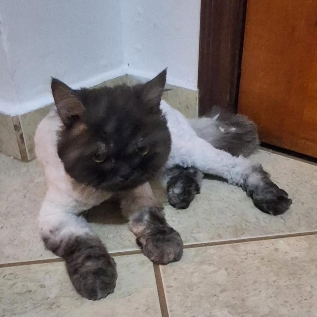 Tigre, gato de porte pequeno para adoção em Uberlândia - MG — foto 4 de 4