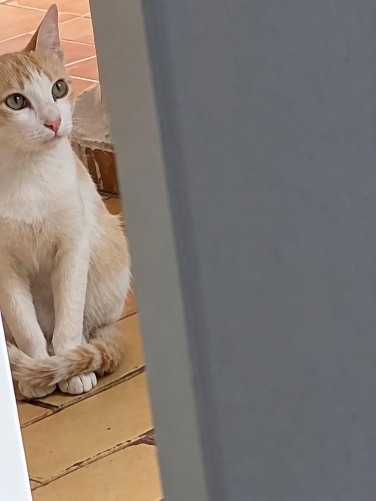 Leal, gato de porte pequeno para adoção em Uberlândia - MG