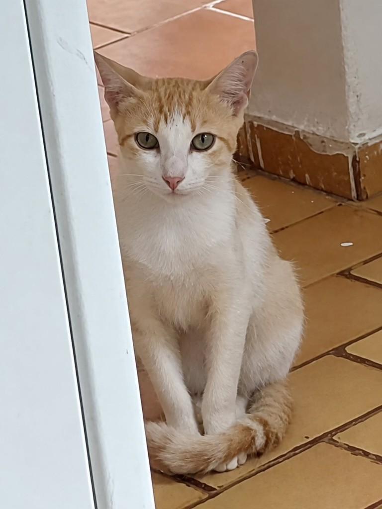 Leal, gato de porte pequeno para adoção em Uberlândia - MG — foto 2 de 2