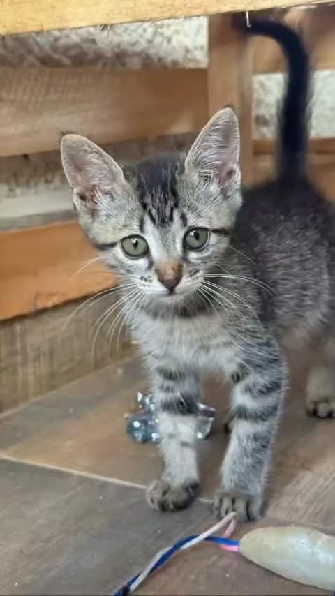 Tikin, gato de porte pequeno para adoção em Uberlândia - MG