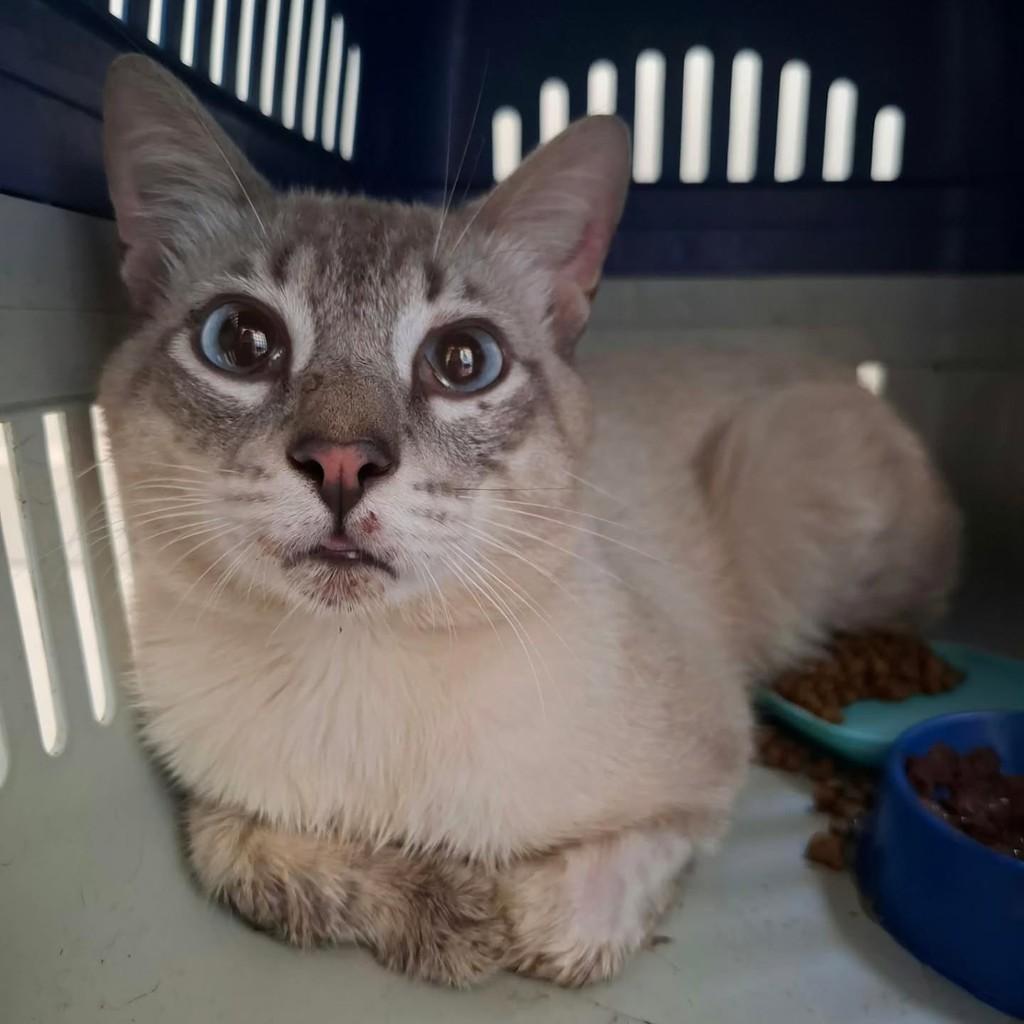 Mingau, gato de porte médio para adoção em Uberlândia - MG