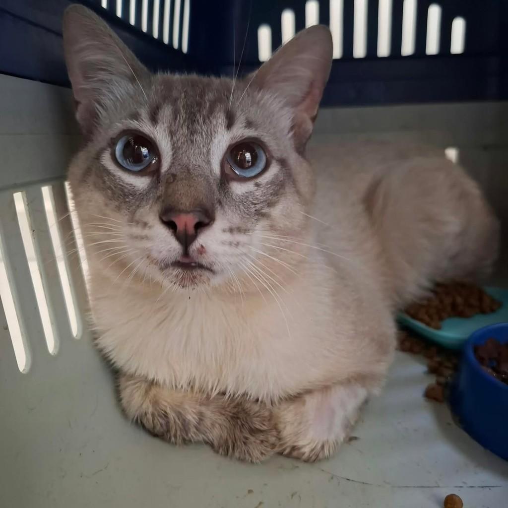 Mingau, gato de porte médio para adoção em Uberlândia - MG — foto 2 de 5