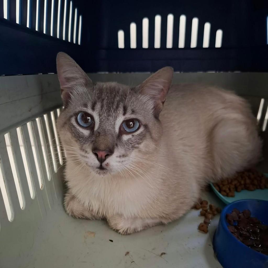 Mingau, gato de porte médio para adoção em Uberlândia - MG — foto 3 de 5