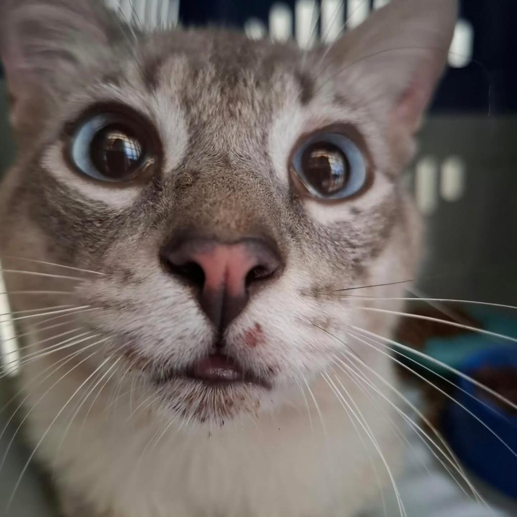 Mingau, gato de porte médio para adoção em Uberlândia - MG — foto 4 de 5