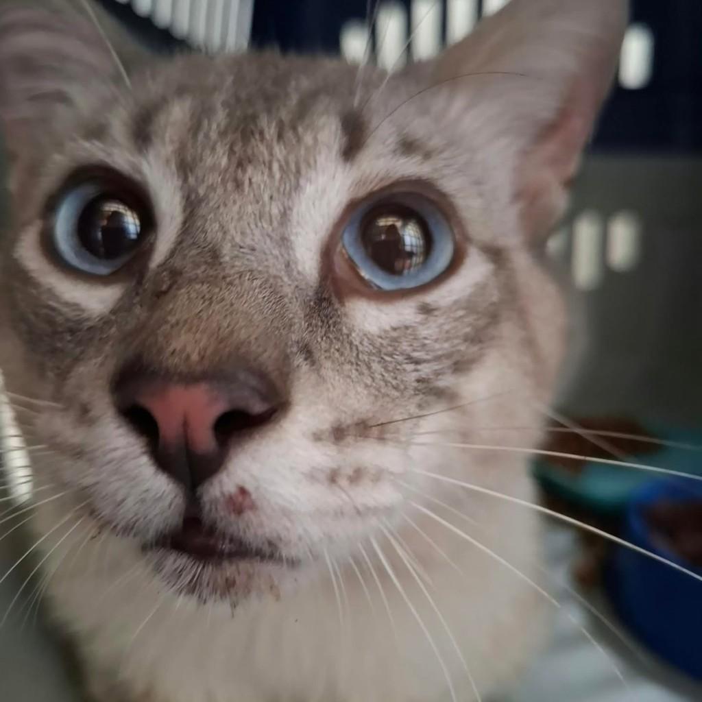 Mingau, gato de porte médio para adoção em Uberlândia - MG — foto 5 de 5