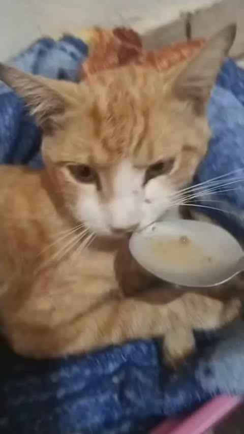 Luizote, gato de porte pequeno para adoção em Uberlândia - MG
