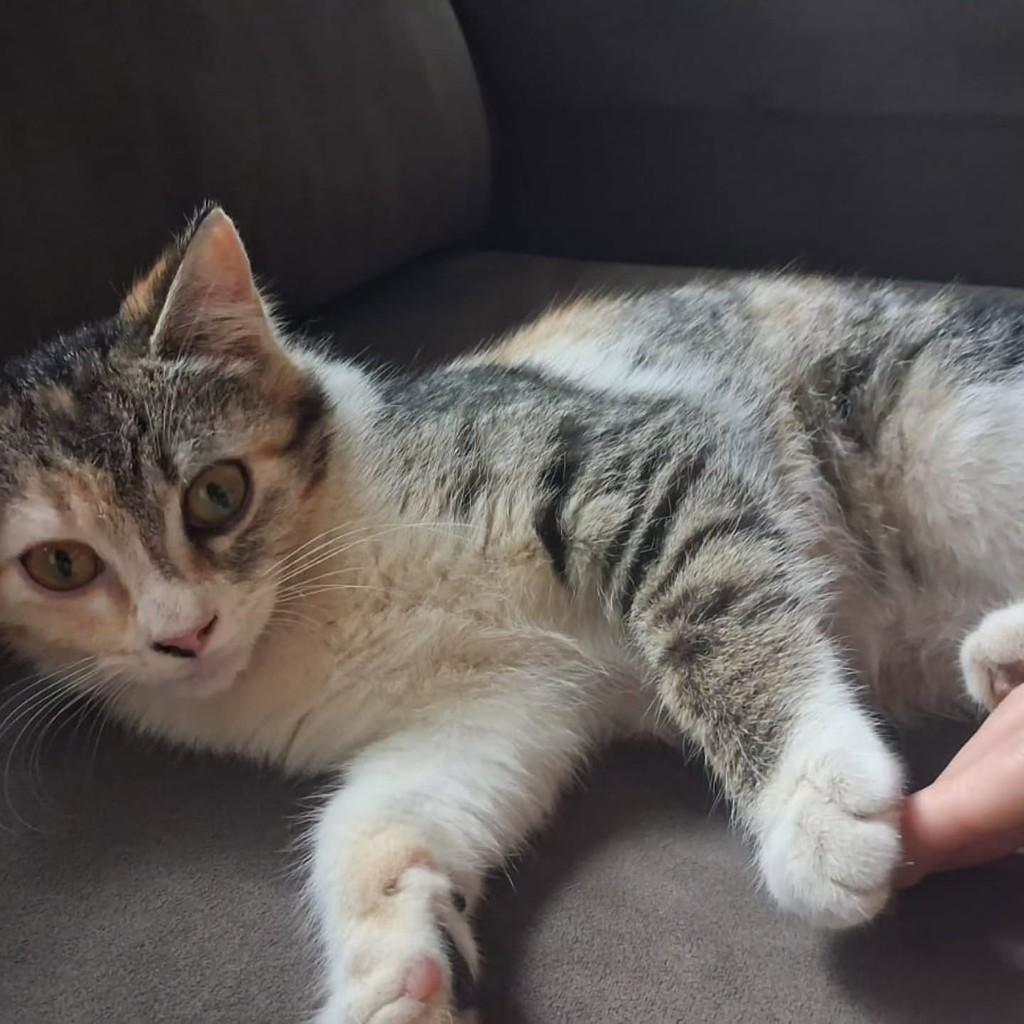 Polly, gata de porte pequeno para adoção em Uberlândia - MG