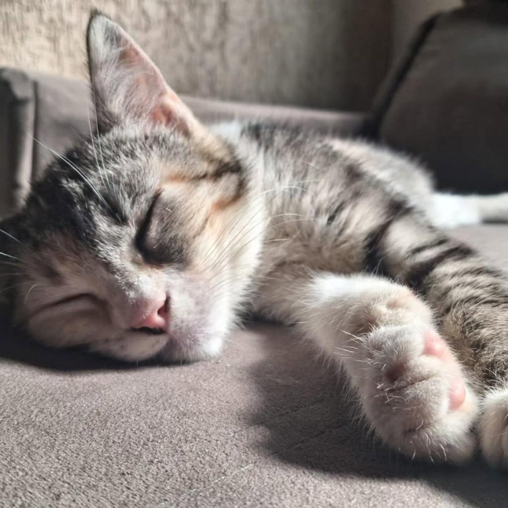 Polly, gata de porte pequeno para adoção em Uberlândia - MG — foto 2 de 5