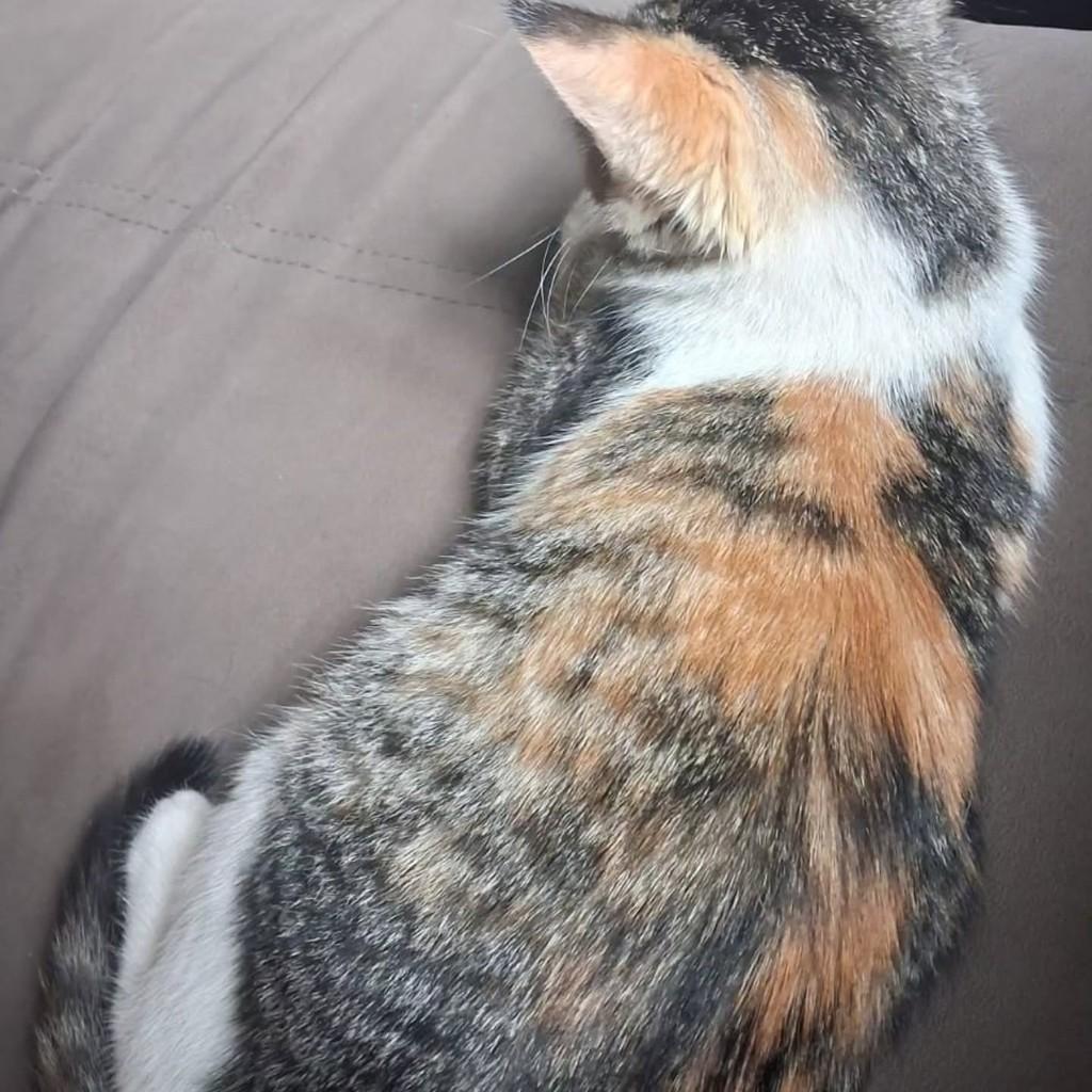 Polly, gata de porte pequeno para adoção em Uberlândia - MG — foto 3 de 5