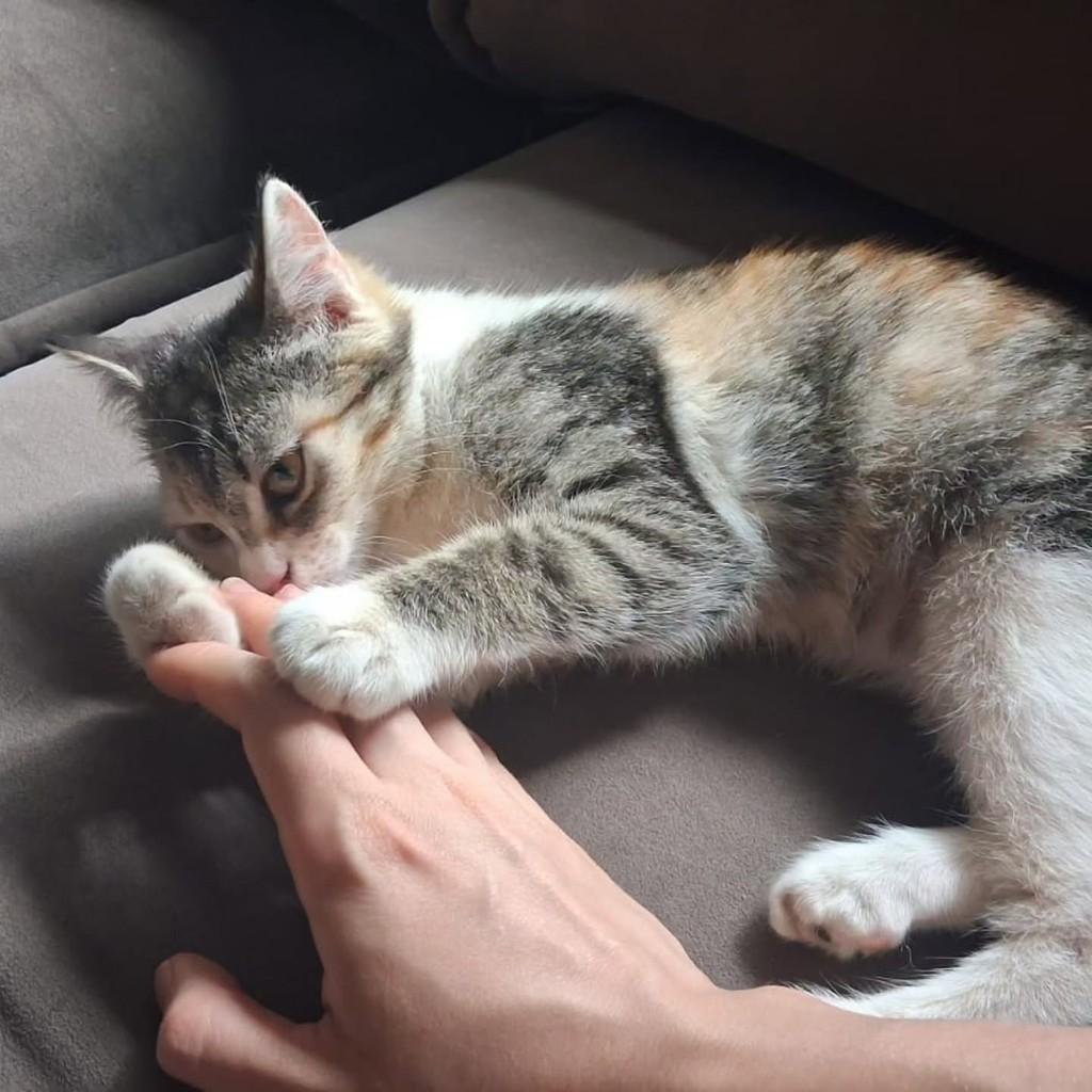 Polly, gata de porte pequeno para adoção em Uberlândia - MG — foto 4 de 5