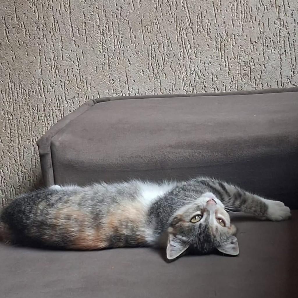 Polly, gata de porte pequeno para adoção em Uberlândia - MG — foto 5 de 5