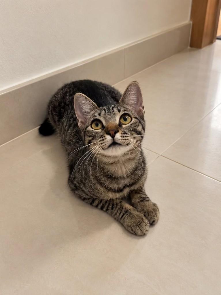 Cora, gata de porte pequeno para adoção em Uberlândia - MG