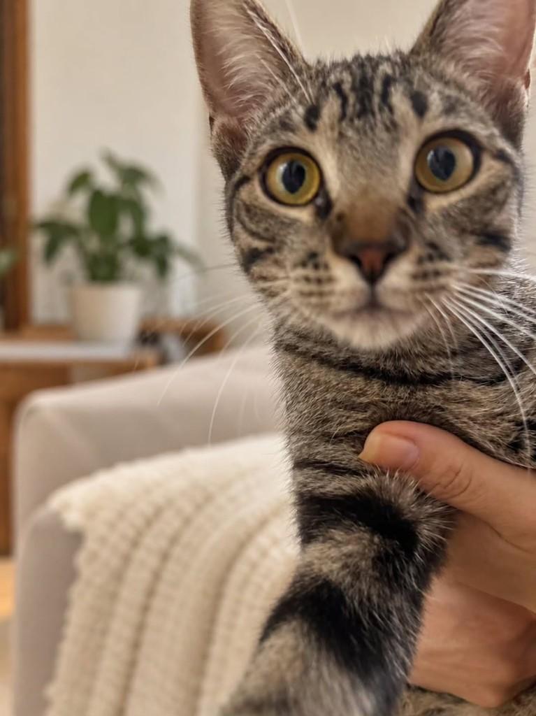 Cora, gata de porte pequeno para adoção em Uberlândia - MG — foto 2 de 6