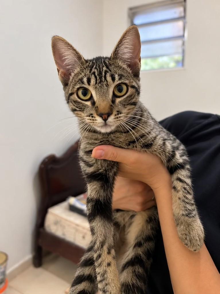 Cora, gata de porte pequeno para adoção em Uberlândia - MG — foto 3 de 6
