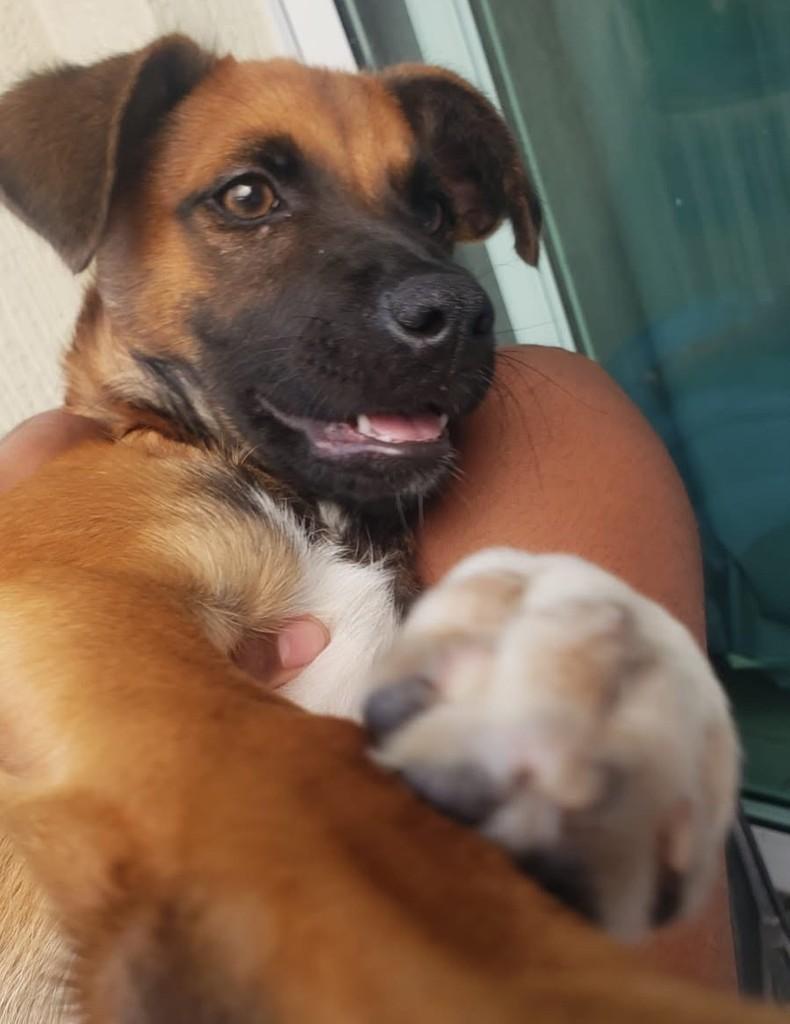 Luidge, cachorro de porte pequeno para adoção em São Gonçalo - RJ