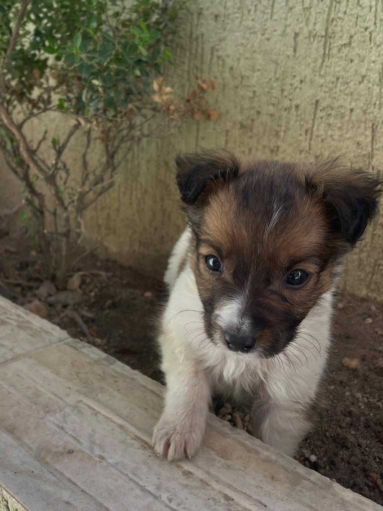 Oreo, cachorro de porte pequeno para adoção em São Gonçalo - RJ