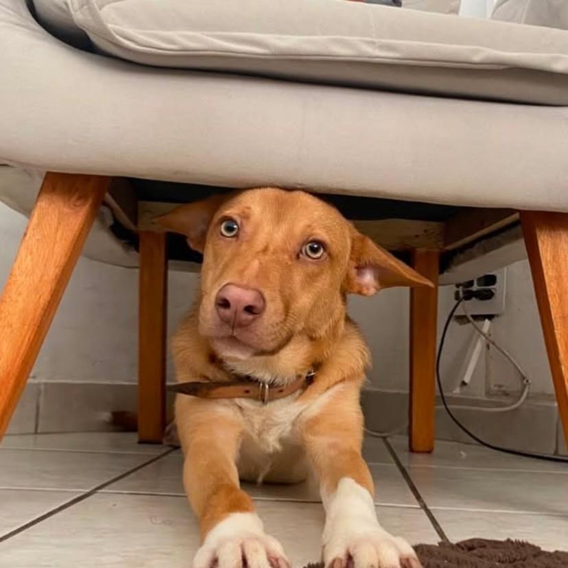 Theo, cachorro de porte pequeno para adoção em Niterói - RJ