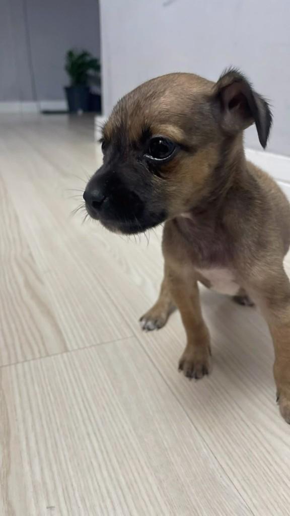 Jamal, cachorro de porte pequeno para adoção em São Gonçalo - RJ