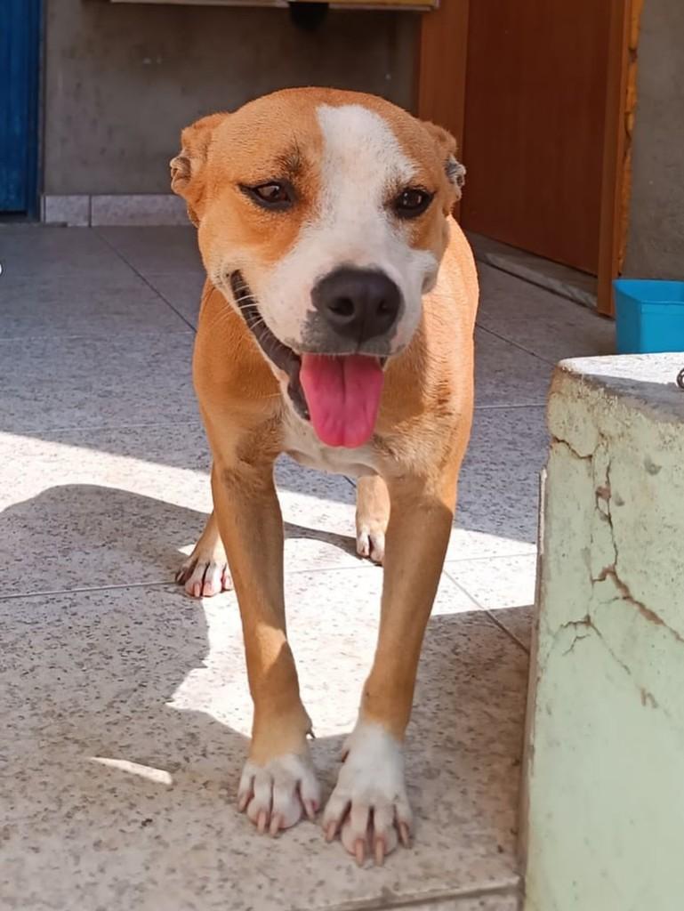 Manchinha, cadela de porte médio para adoção em São Gonçalo - RJ