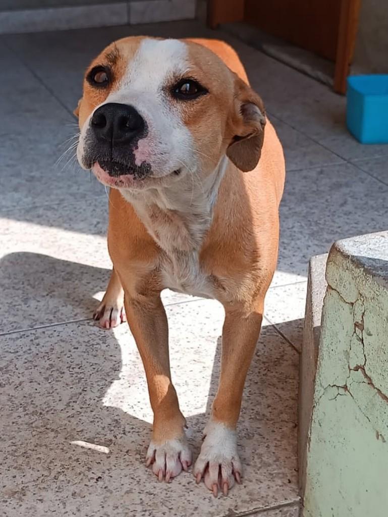 Manchinha, cadela de porte médio para adoção em São Gonçalo - RJ — foto 2 de 3