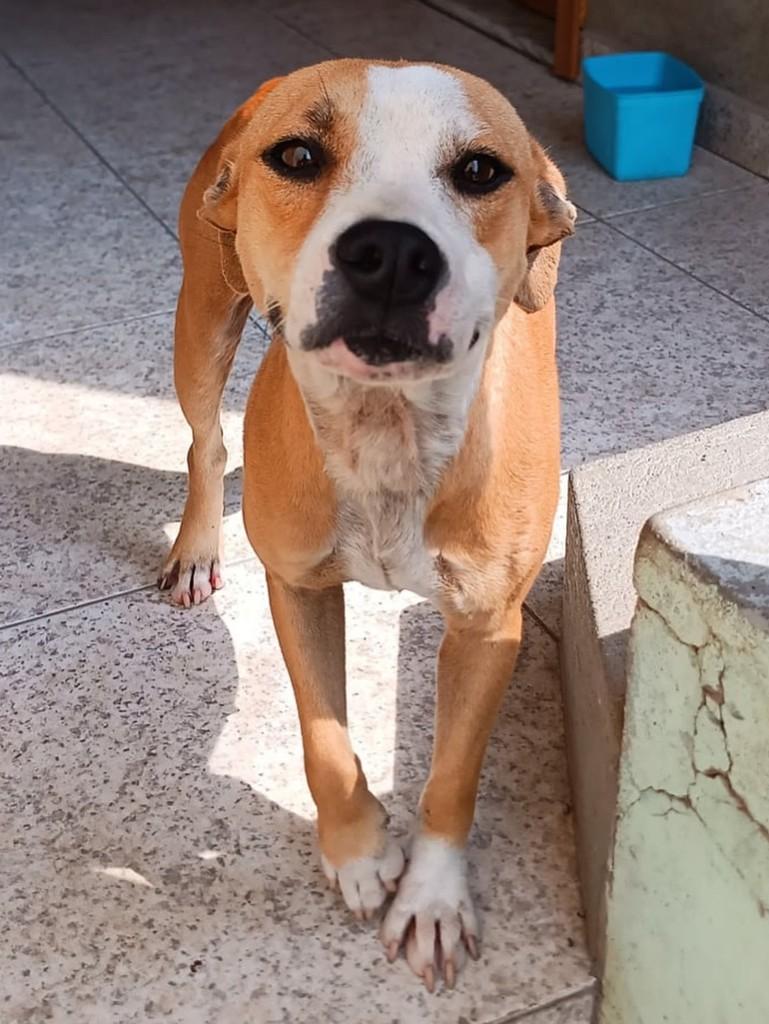 Manchinha, cadela de porte médio para adoção em São Gonçalo - RJ — foto 3 de 3