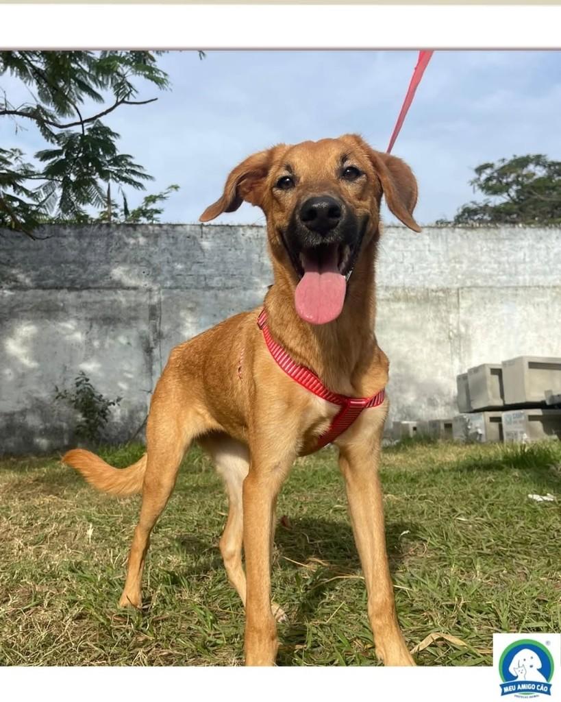 Alice, cadela de porte médio para adoção em Ipatinga - MG