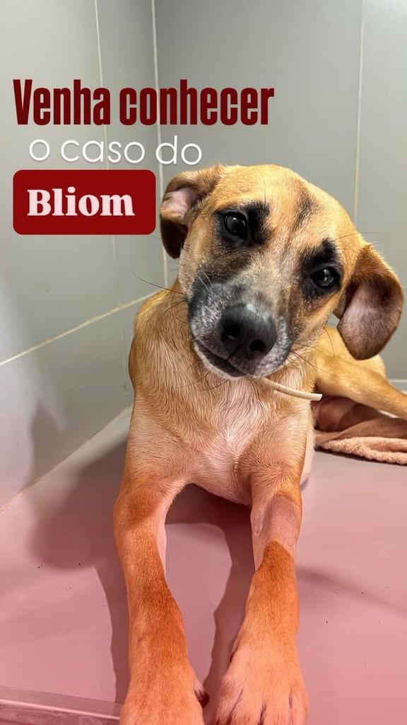 Bliom, cachorro de porte médio para adoção em Ipatinga - MG