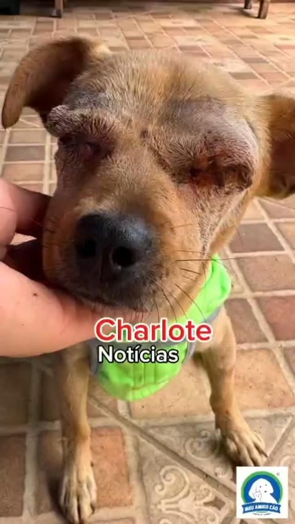 Charlote, cadela de porte pequeno para adoção em Ipatinga - MG