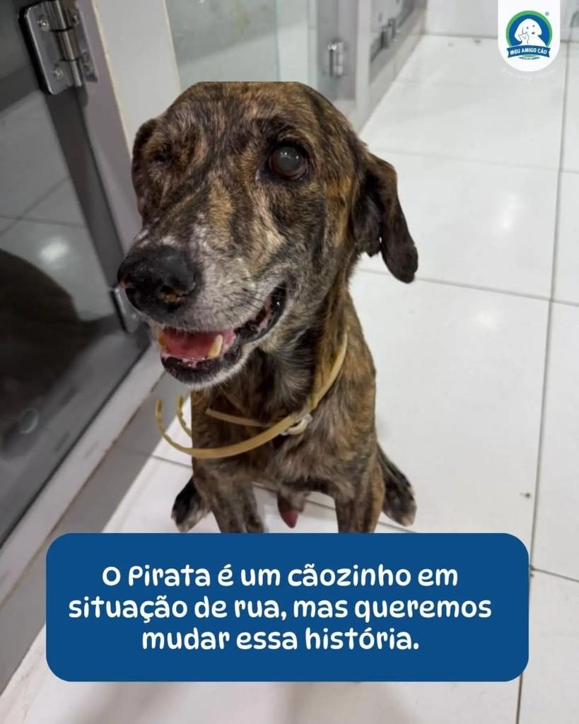 Pirata, cachorro de porte pequeno para adoção em Ipatinga - MG