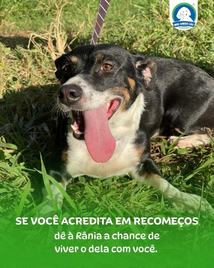 Rânia, cadela de porte médio para adoção em Ipatinga - MG