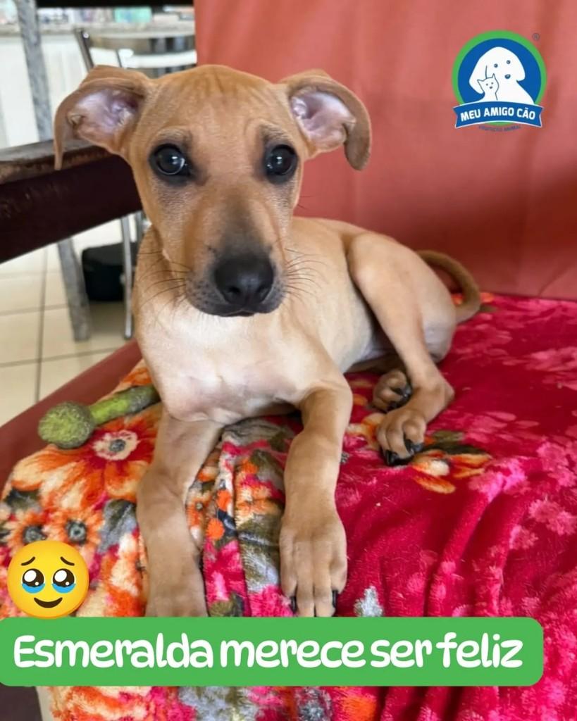 Esmeralda, cadela de porte médio para adoção em Ipatinga - MG