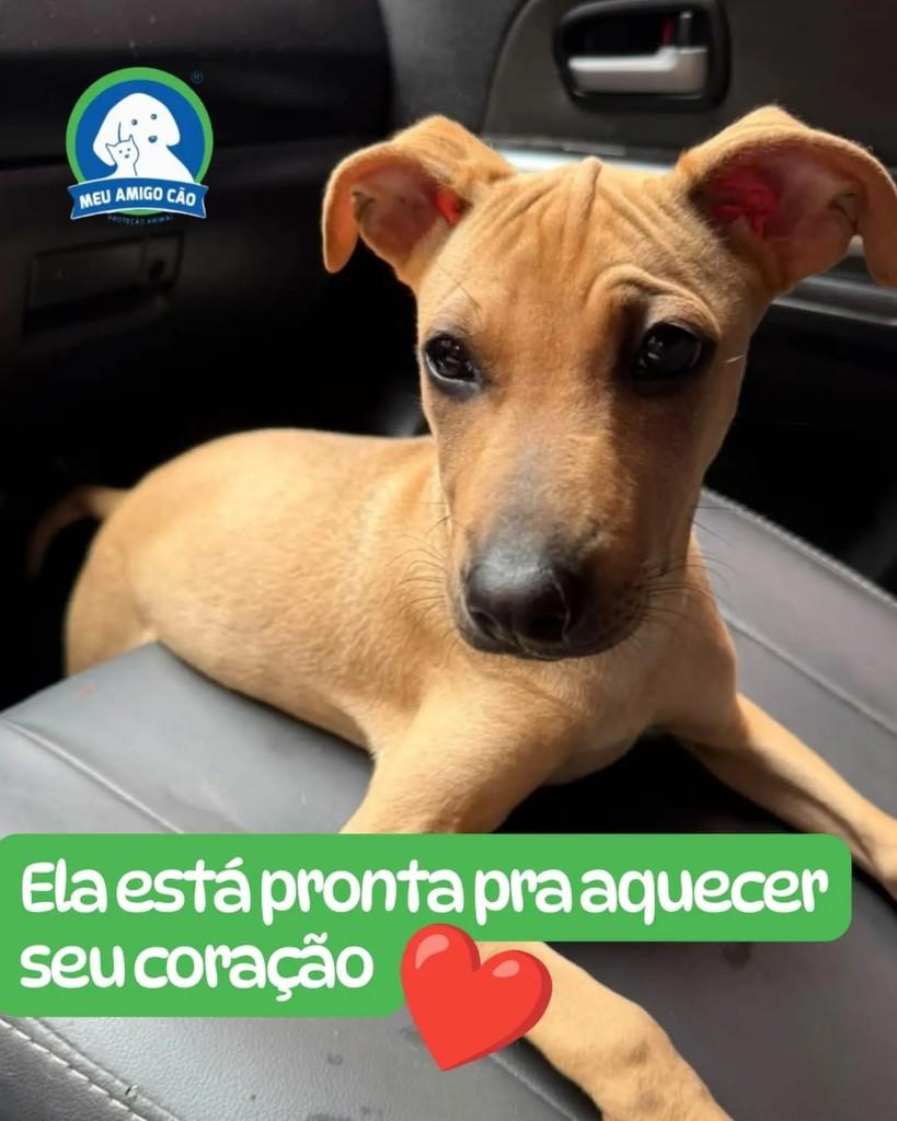 Esmeralda, cadela de porte médio para adoção em Ipatinga - MG — foto 2 de 2