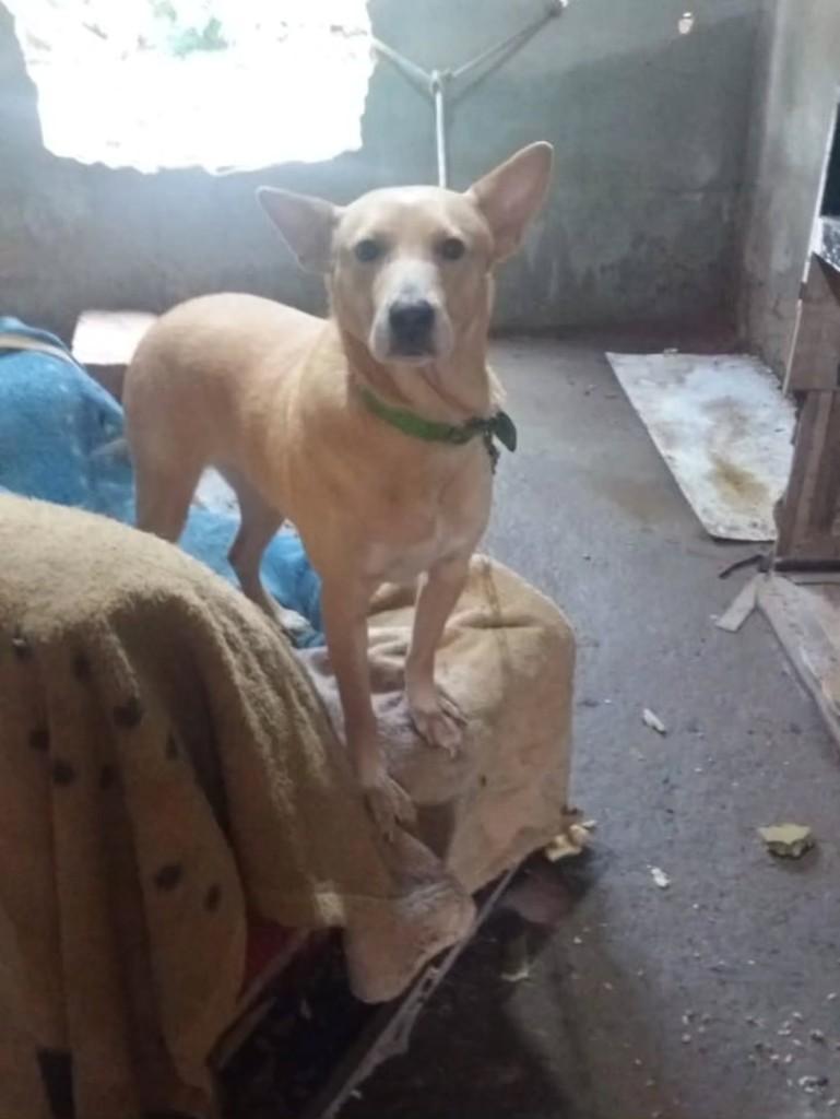 Gravataí, cadela de porte pequeno para adoção em Canoas - RS