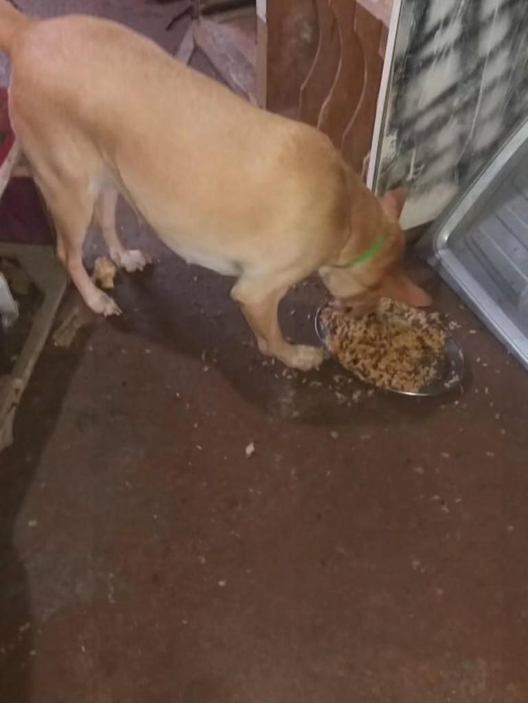 Gravataí, cadela de porte pequeno para adoção em Canoas - RS — foto 2 de 2