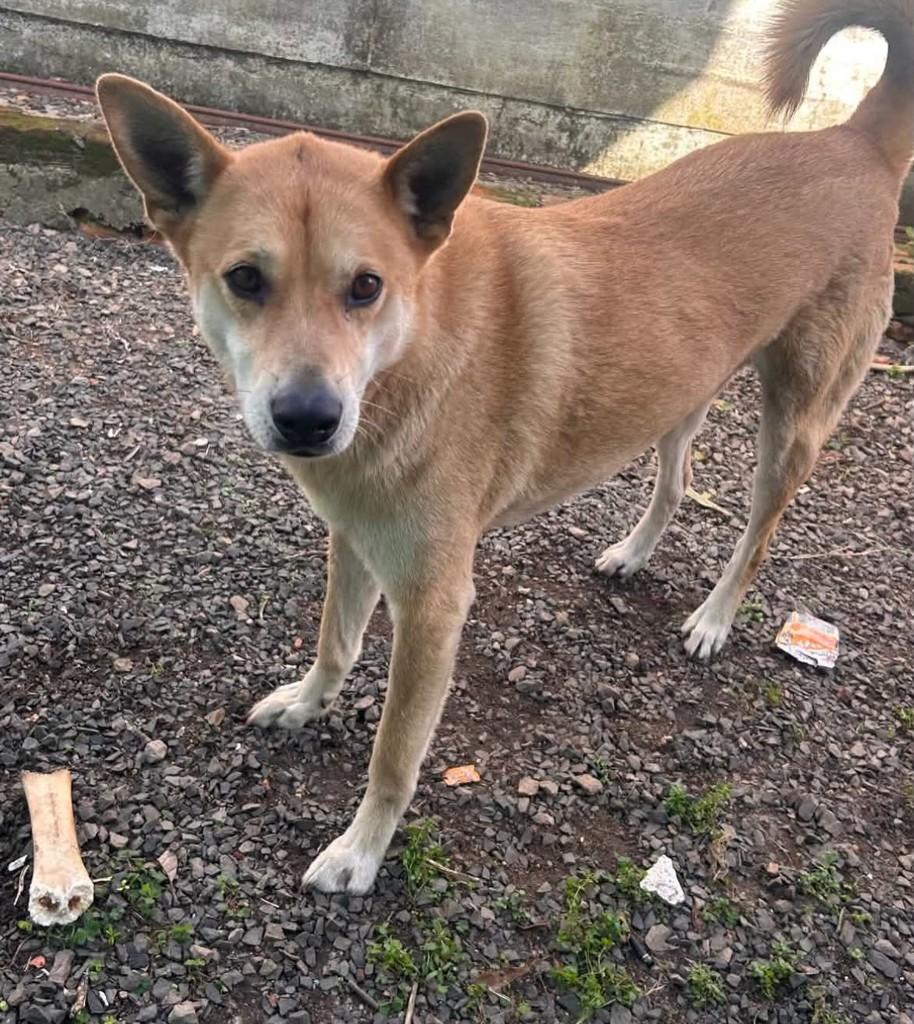 Lobinho, cachorro de porte médio para adoção em Canoas - RS