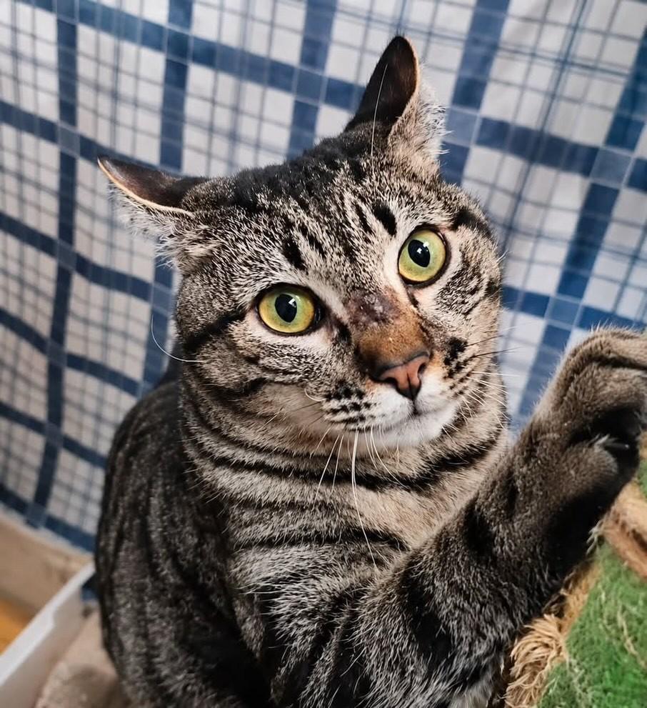 Bento, gato de porte médio para adoção em Canoas - RS