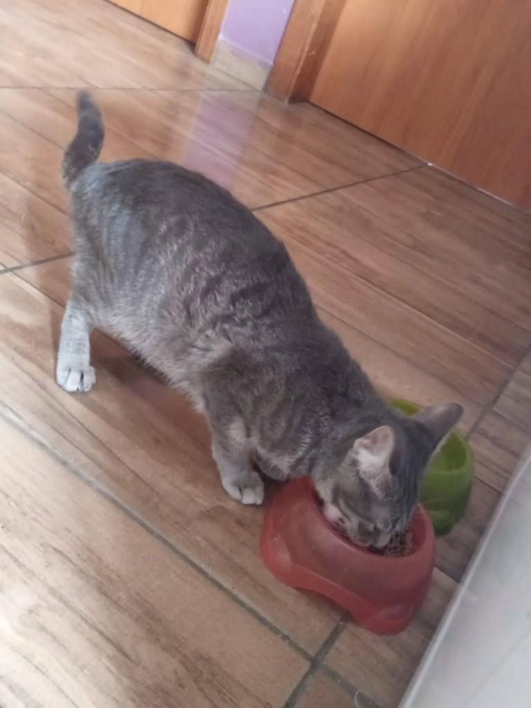Safira, gato de porte pequeno para adoção em Canoas - RS