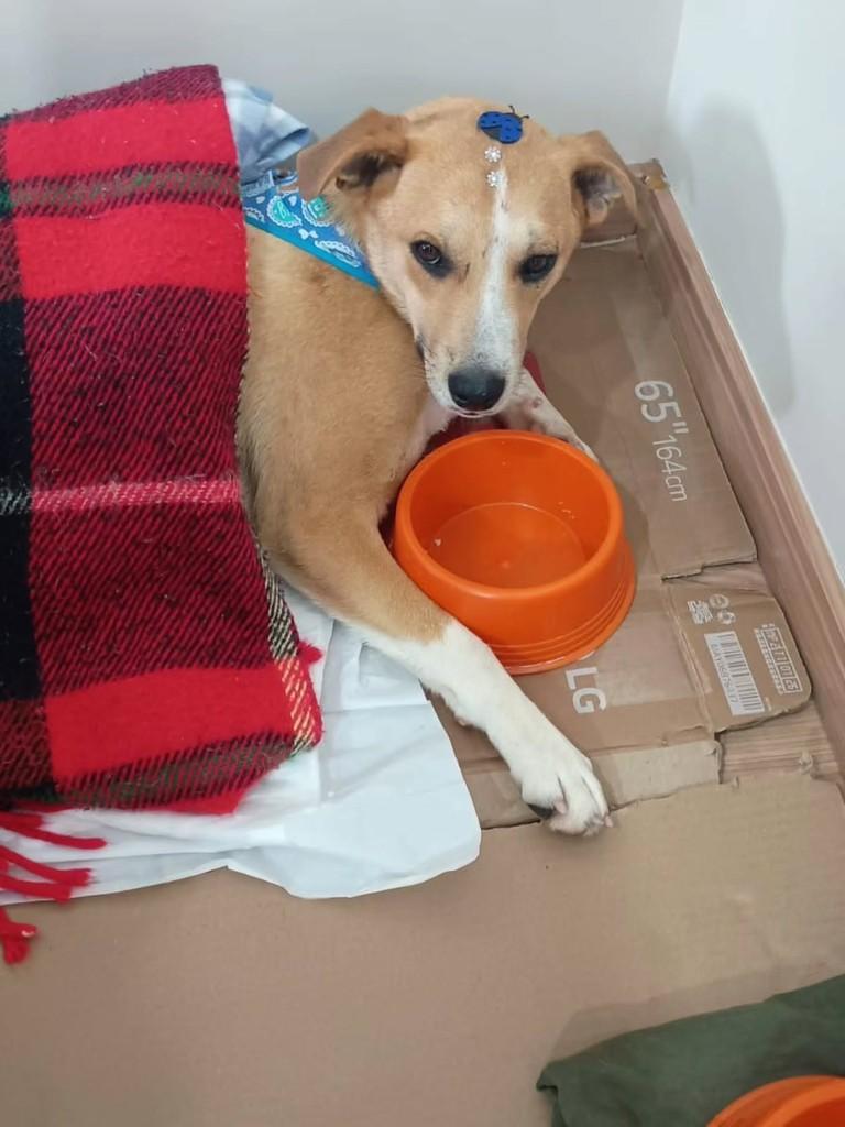 Rose, cadela de porte pequeno para adoção em Canoas - RS