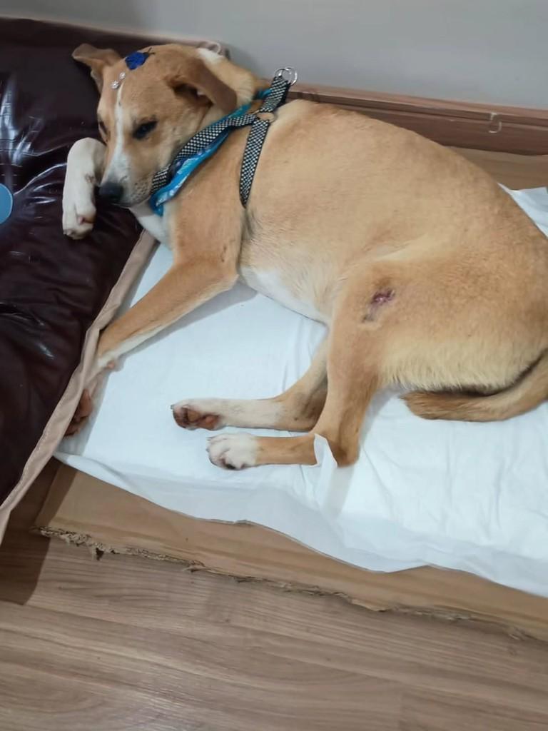 Rose, cadela de porte pequeno para adoção em Canoas - RS — foto 2 de 3