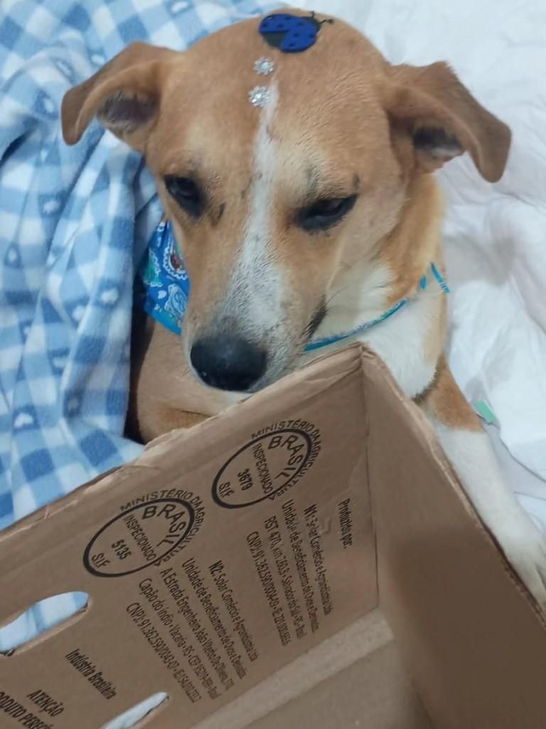 Rose, cadela de porte pequeno para adoção em Canoas - RS — foto 3 de 3