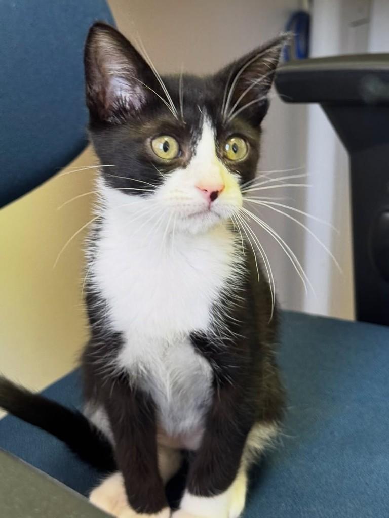 Milonga, gata de porte pequeno para adoção em Canoas - RS — foto 2 de 6