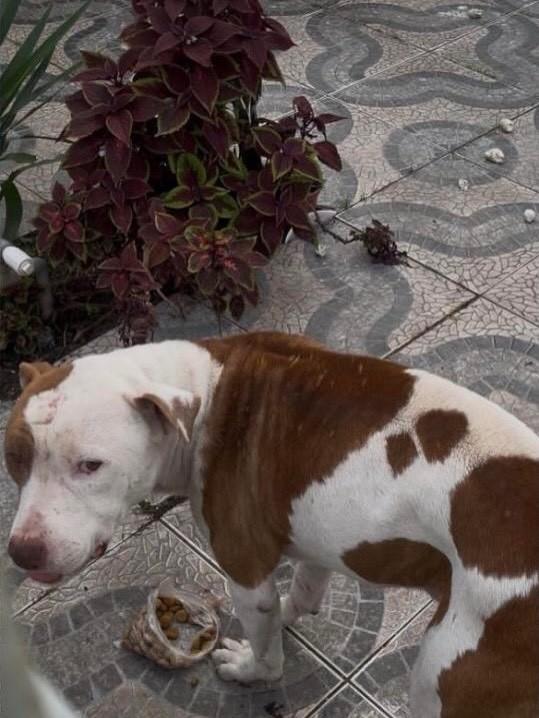Diego, cachorro de porte médio para adoção em Canoas - RS