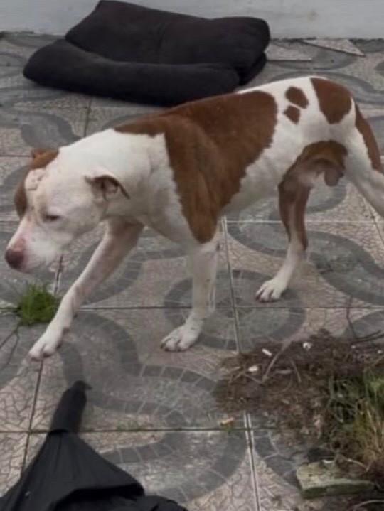 Diego, cachorro de porte médio para adoção em Canoas - RS — foto 2 de 2