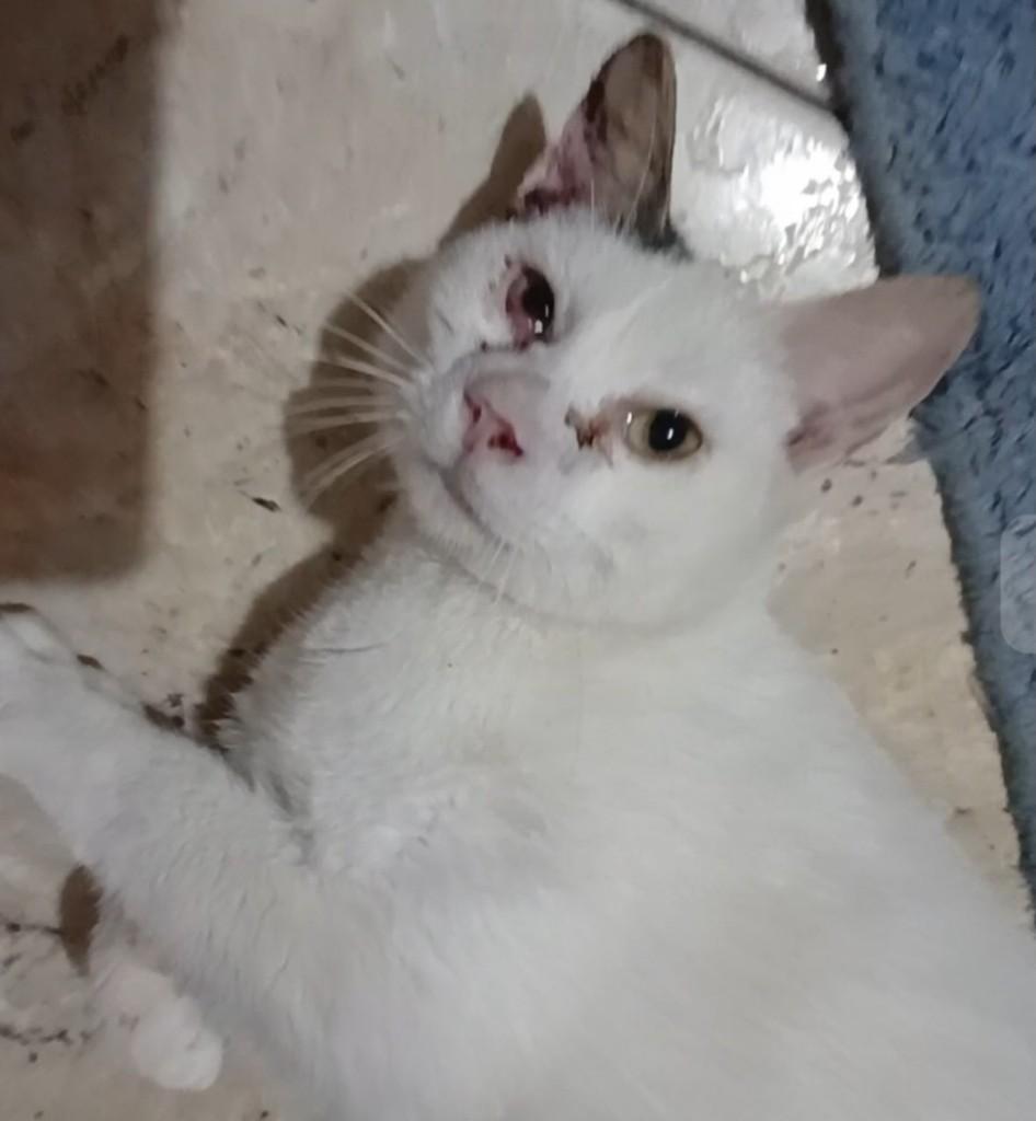 Neve, gata de porte pequeno para adoção em Canoas - RS