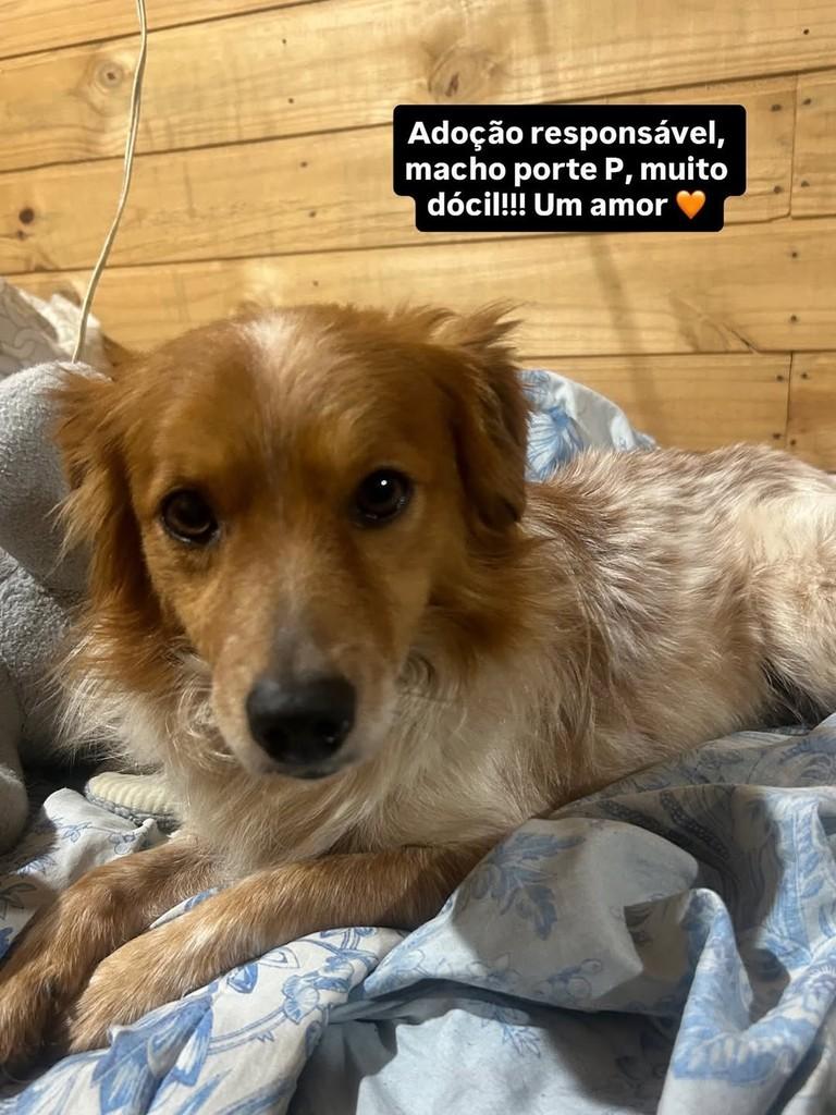 Gurizinho, cachorro de porte pequeno para adoção em Canoas - RS