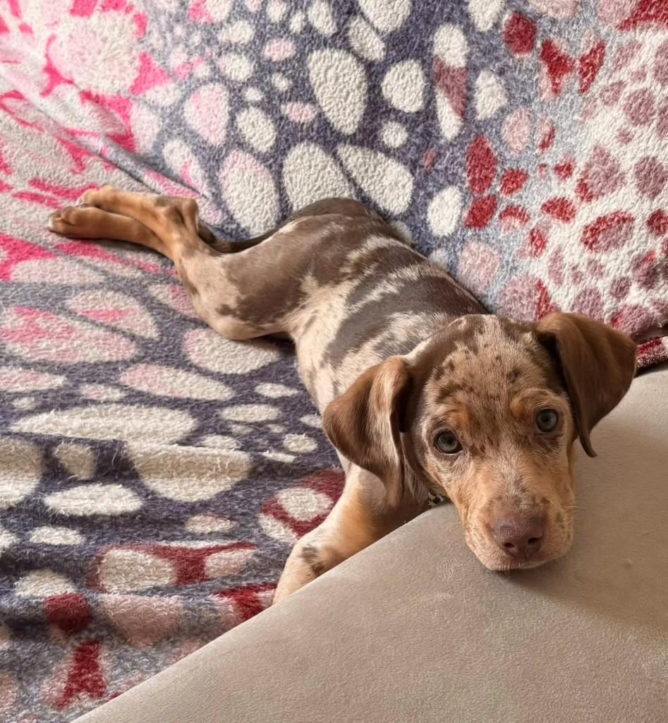 Nala, cadela de porte pequeno para adoção em Sapucaia do Sul - RS