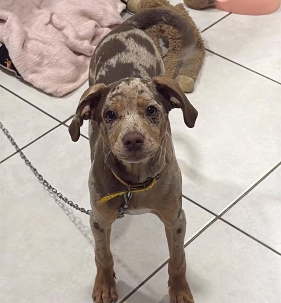 Nala, cadela de porte pequeno para adoção em Sapucaia do Sul - RS — foto 2 de 6